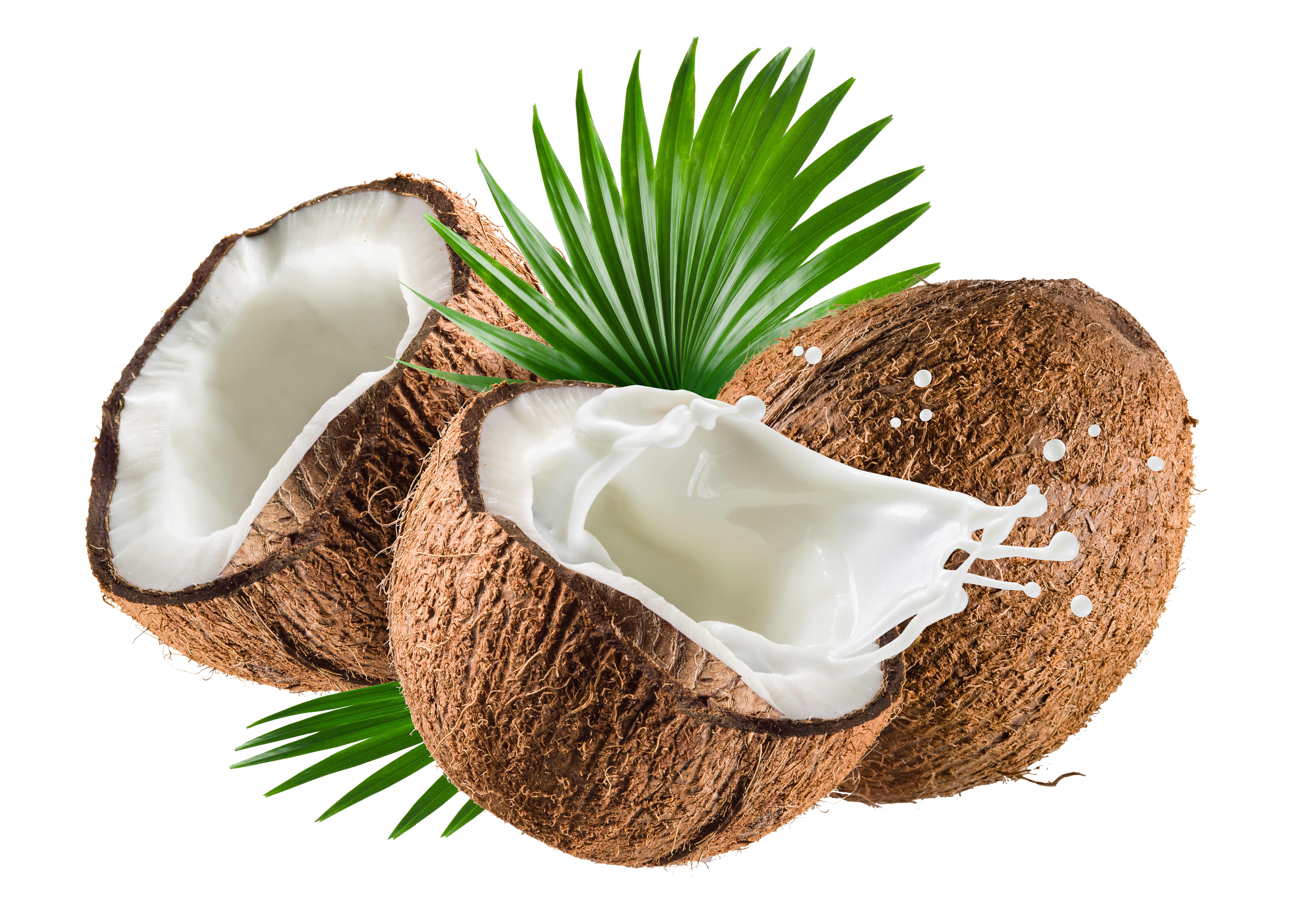 Oleaginosas