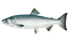Mariscos y Pescados